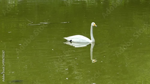 White swans swimming peacefully in a pond