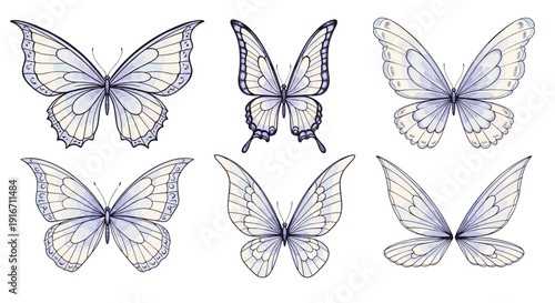 Collection of six detailed illustrations of butterflies with delicate wings
