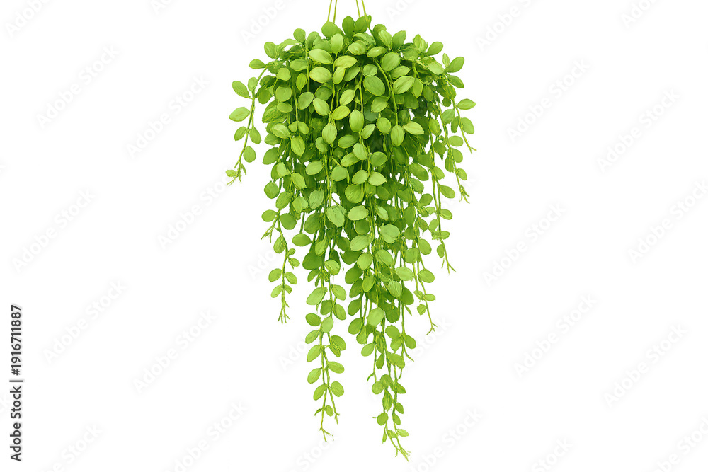 Naklejka premium Hanging dischidia plant with lush green leaves and trailing vines, indoor home decoration, transparent background
