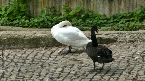 BlackBlack and white swans  resting near a pond in a parkand white swans  resting near a pond in a park