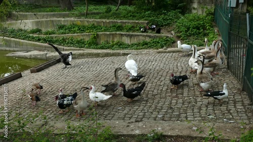 Group of waterfowl, including black and white swans, geese, and ducks, resting near a pond in a park