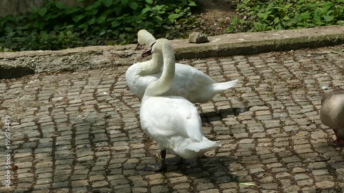 White swans  resting near a pond in a park