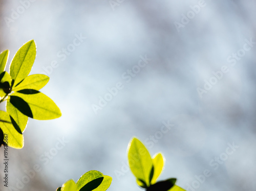 Tableau sur toile Green azalea leaves brightly lit by morning sunlight