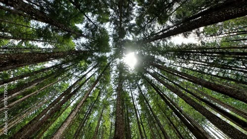 Looking up through tall redwood trees towards the sun.