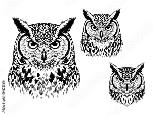Owl staring engraving illustration nocturnal emblem art