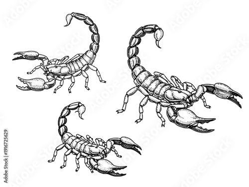 Scorpion detailed engraving illustration dark symbol art