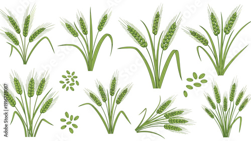 Set of green wheat ears and individual grains illustrated in a detailed hand-drawn style on a white background.