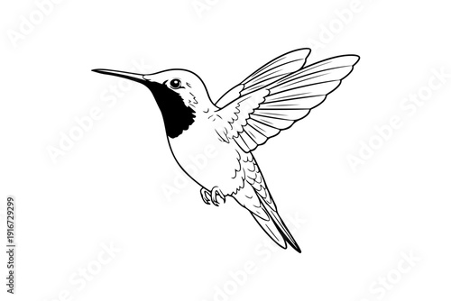 Graceful hummingbird in mid-flight with spread wings and long beak Vector
