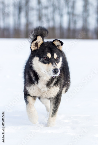 Active mixed-breed husky dog running on white snow in winter field.