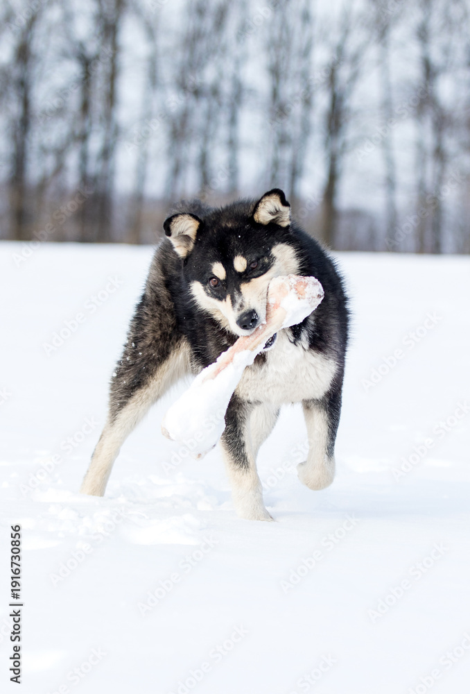 Fototapeta premium Active husky dog running and playing with a big bone in the snow.