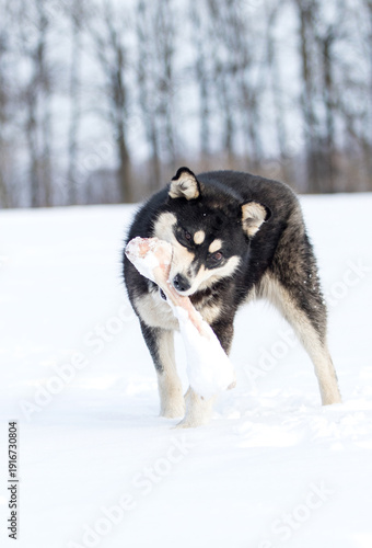 Hungry husky dog chewing a large raw bone on snow.