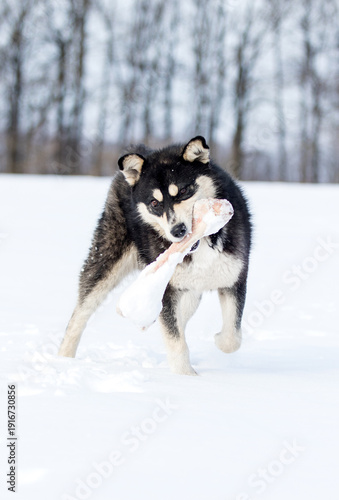 Active husky dog running and playing with a big bone in the snow.