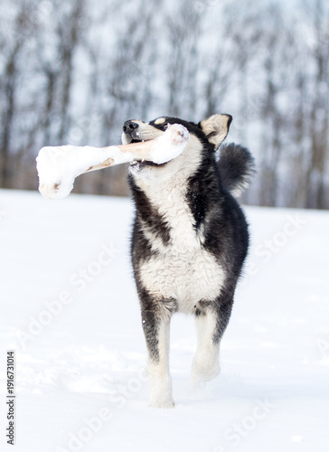 Happy active husky dog running and playing with bone in snow.