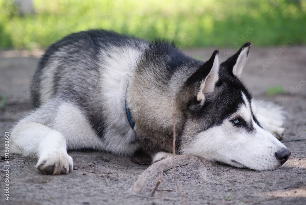 Fototapeta premium siberian husky dog