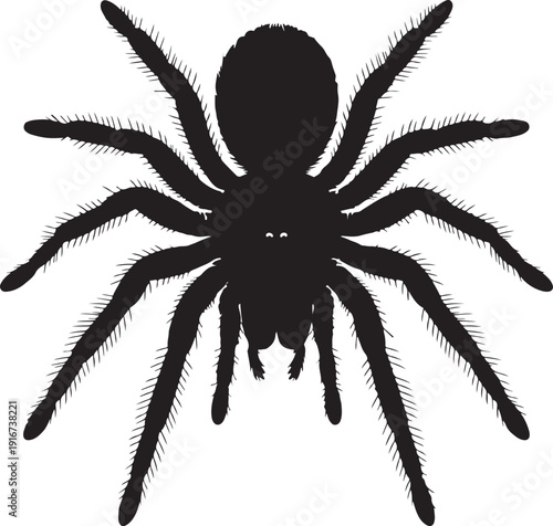 Tarantula Spider Isolated on White Background Vector Illustration