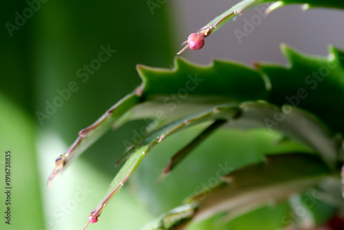 Colorful buds emerging from succulent leaves in a sunny garden