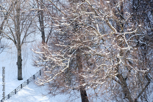 Snow-covered branches glistening in the winter sunlight