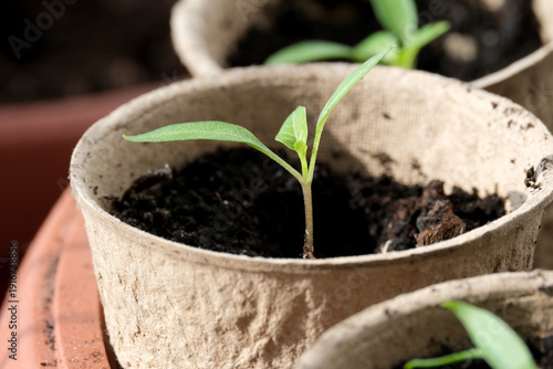 New plant sprouts reaching for sunlight in a cozy garden setting