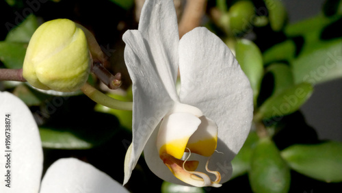 Beautiful orchid blooms softly in the garden during springtime