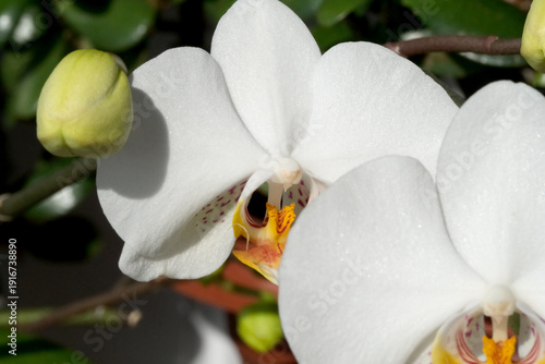 Beautiful white orchids blooming in sunlit garden setting