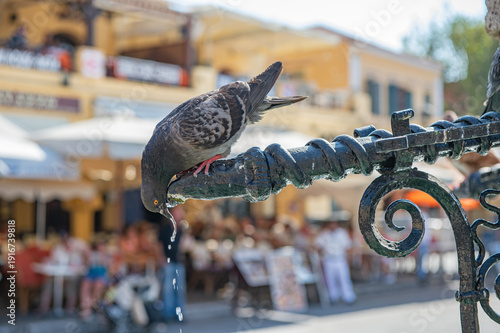 Wallpaper Mural Taube trinkt Wasser an einer Brunnenröhre, Rhodos Torontodigital.ca