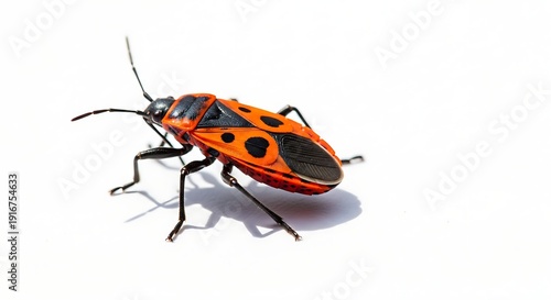 Red and black firebug insect isolated on white background with shadow. AI Generated.