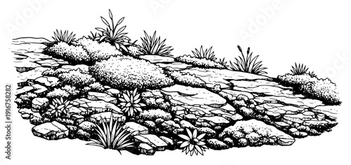 Natural landscape element with rocks moss and grass tufts in engraving style