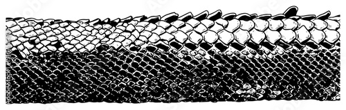 Hand drawn reptile skin texture with detailed snake scales pattern