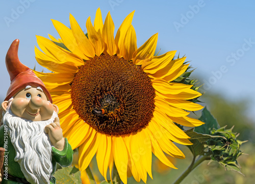 Sonnenblume, Helianthus annuus, in einer Nahaufnahme
