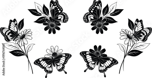 Black and White Butterflies on Flowers butterfly nature