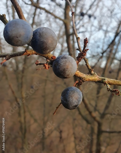 Four ripe, dark blue fruits, sloes, left on a twig of wild blackthorn