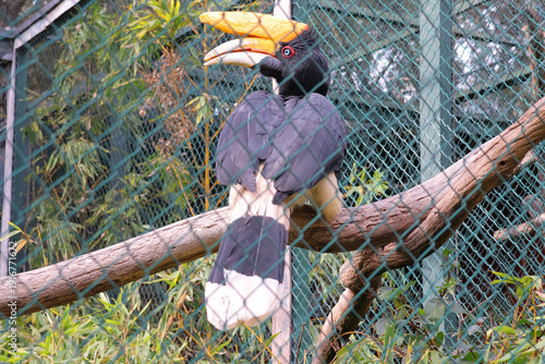 calao au casque jaune