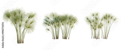 Fotografi Cyperus papyrus tree, elevation, front view, cutout, transparent background, iso