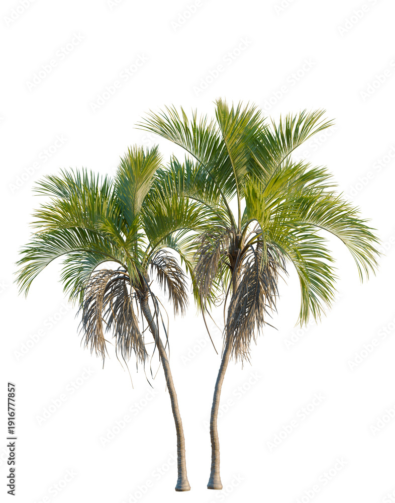 Obraz premium Howea belmoreana tree, elevation, front view, cutout, transparent background, isolate, Two palm trees against the sky, a tropical landscape, perfect for design elements