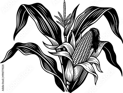 corn plant silhouette line art vector illustration with a white background
