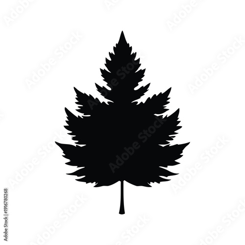 cedar leaf silhouette vector illustration, A detailed silhouette vector illustration of a maple leaf showcasing intricate design elements