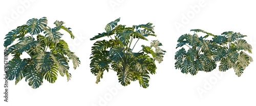 Monstera deliciosa tree, elevation, front view, cutout, transparent background, isolate, Detailed Monstera Deliciosa Leaf Pattern - A Tropical Plant Close-Up for Design Elements