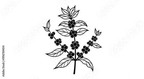 Detailed botanical illustration of coffee plant branches silhouette