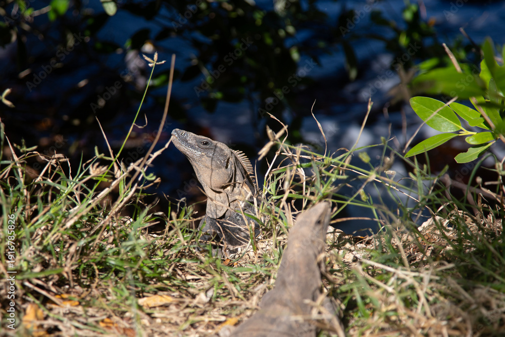 Obraz premium Two iguanas emerge from lush green grass near dark water, one looking up attentively in Sisal, Yukatan, Mexico.