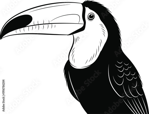 Vibrant black and white toucan illustration with large beak