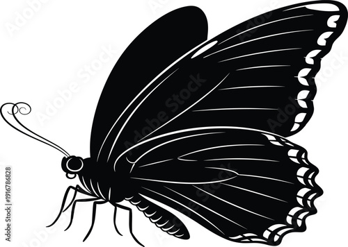 Black and white butterfly with detailed wing patterns 1