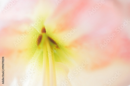 Wallpaper Mural Close-up view of a delicate flower's inner structure showcasing soft pink petals and yellow stamen, with a blurred background enhancing the floral details Torontodigital.ca