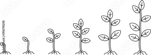 Growth Plant Seedling Development Stages Nature Botanical Illustration Vector Eco Life Cycle Progress