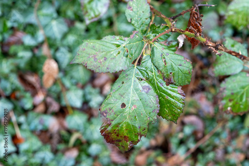 Wallpaper Mural Blackberry plant leaves showing signs of disease and damage Torontodigital.ca