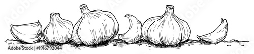 Garlic bulbs and cloves hand drawn sketch