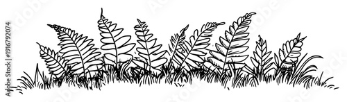 Fern plants and leaves botanical sketch