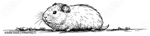 Guinea pig side view sketch drawing