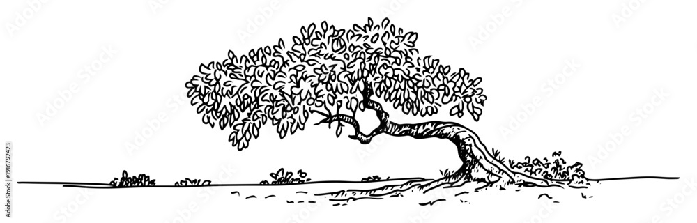 Fototapeta premium Tree with curved trunk hand drawn sketch