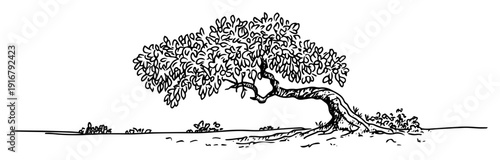Tree with curved trunk hand drawn sketch