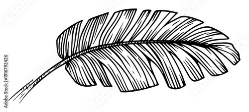 Tropical banana leaf hand drawn sketch
